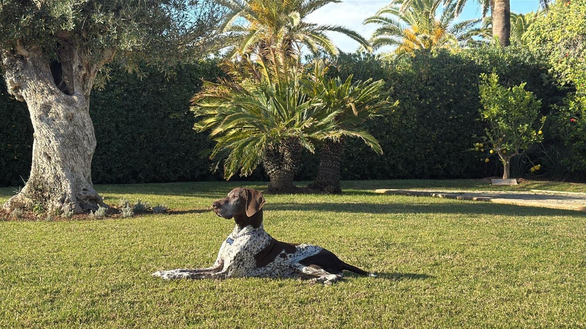 La Calma Espectacular Villa Con Jardin Y Piscina En Menorca S'Algar Exteriör bild